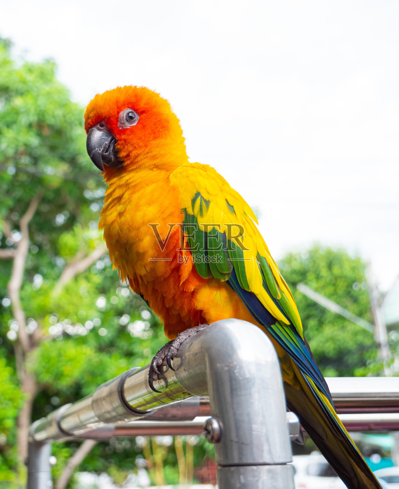 鹦鹉，阳光谷，黄色和绿色。鹦鹉是独立养大的。可以在需要时飞行。可爱的自然饲养的鸟或宠物没有关在笼子里或用链子拴住的，能自由飞翔的。照片摄影图片