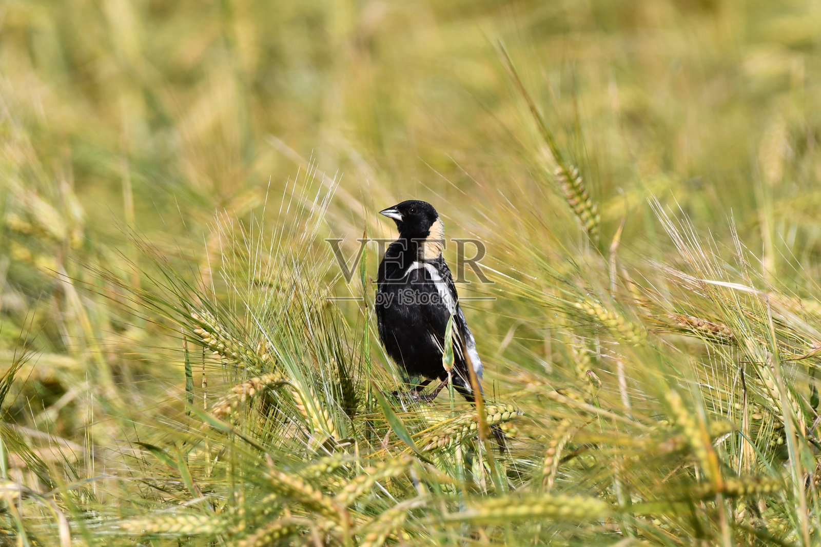 雄性食米鸟鸟照片摄影图片