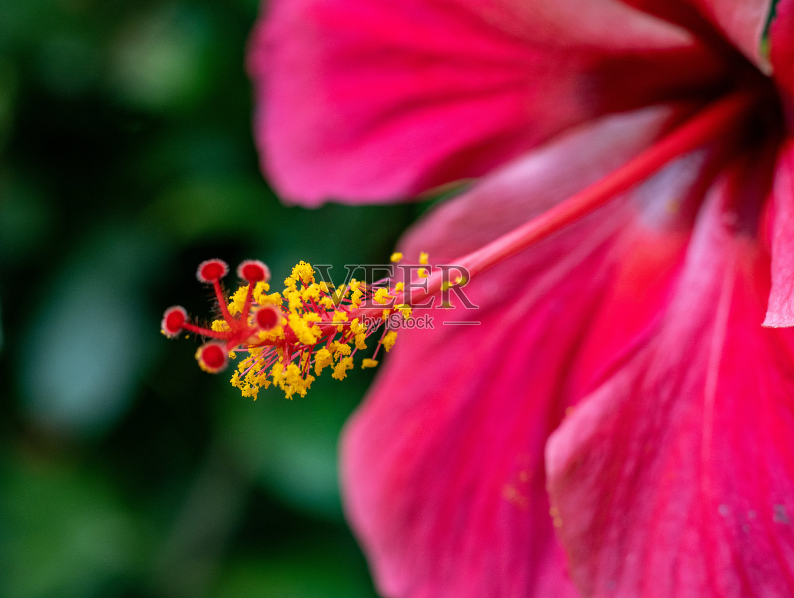 花照片摄影图片