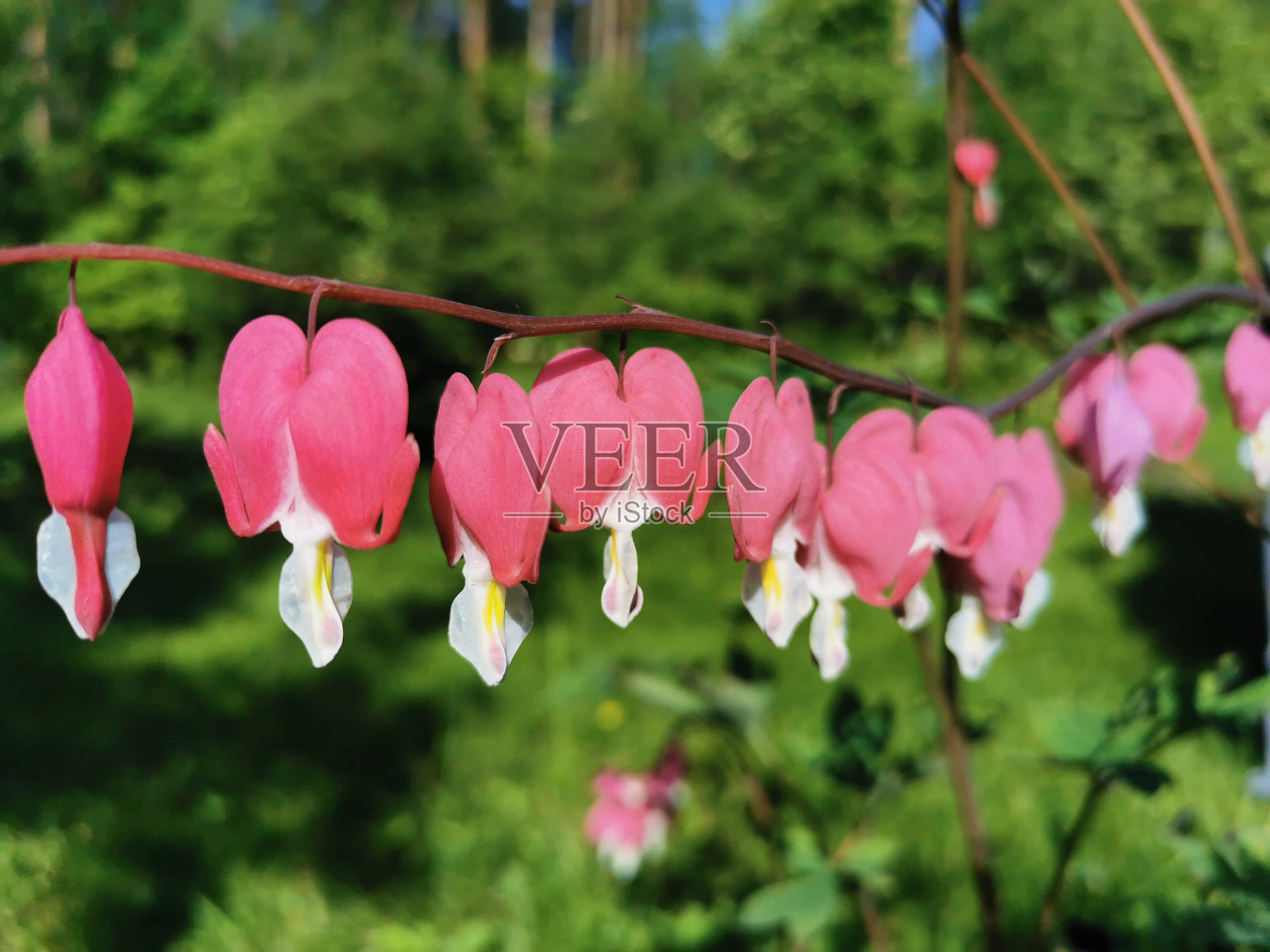 破碎的心芽或华丽的双心芽(拉丁文:Lamprocapnos spectabilis)在绿色背景上。照片摄影图片