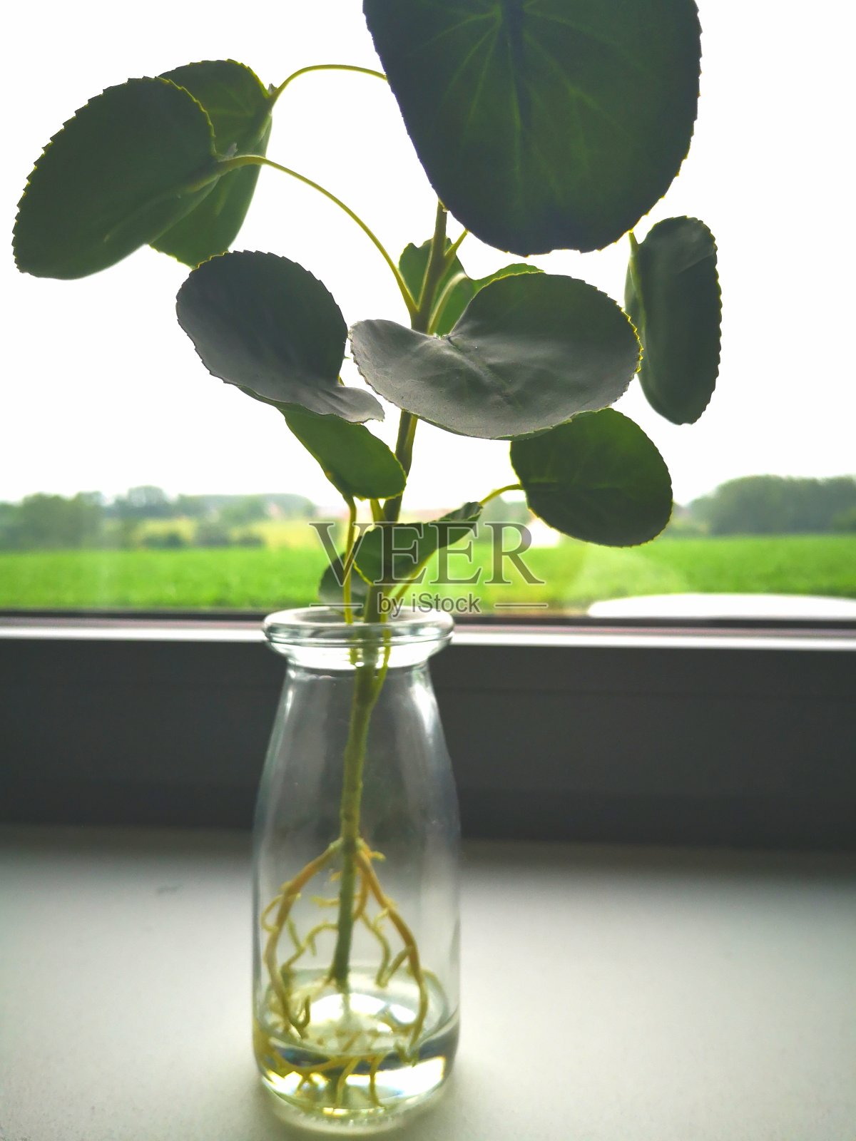 钱植物发芽照片摄影图片