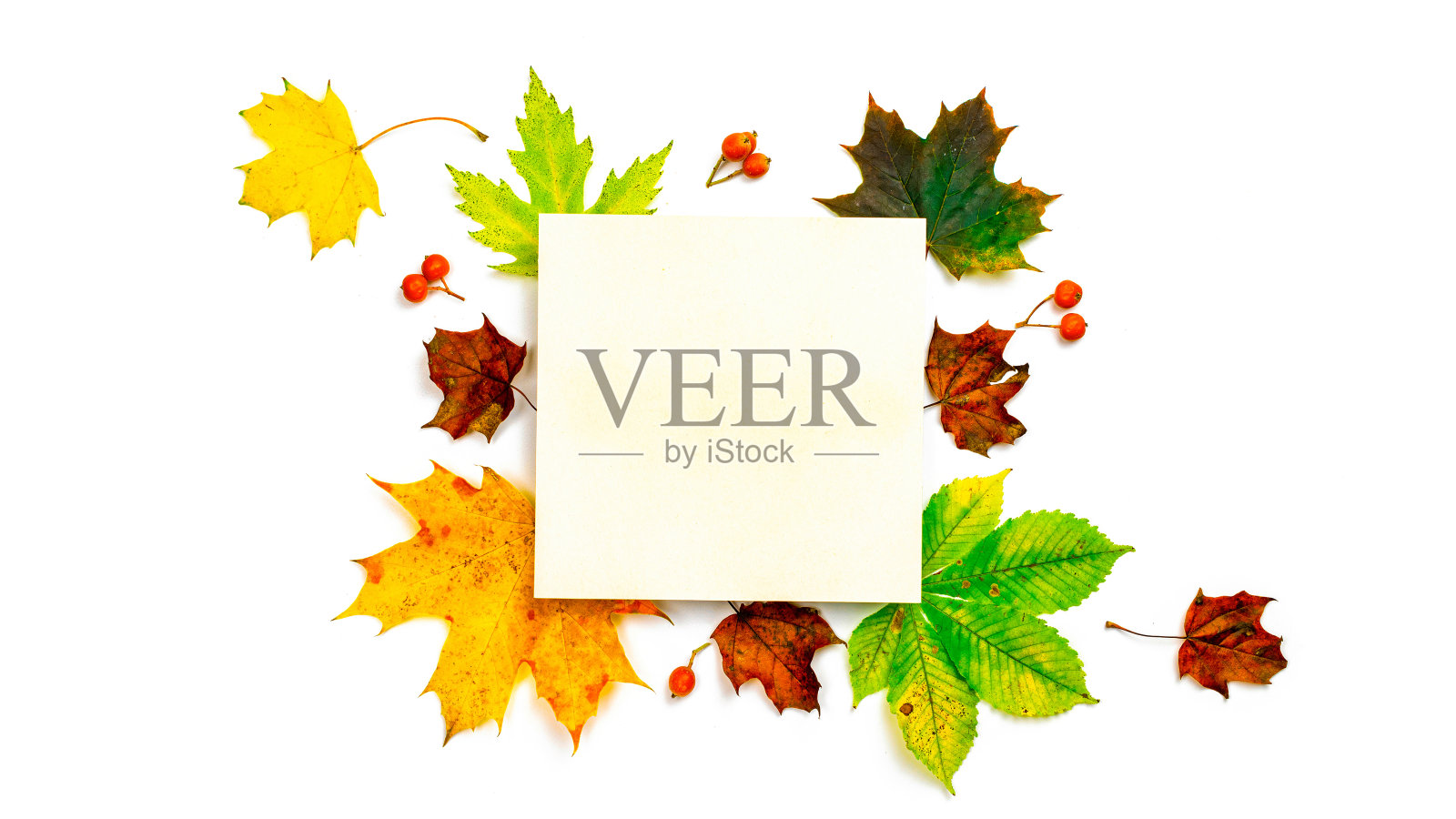 秋天的落叶。干燥的绿叶，黄叶和红浆果的形状框架孤立在白色背景空白文字。创意俯视图平铺秋构图。照片摄影图片