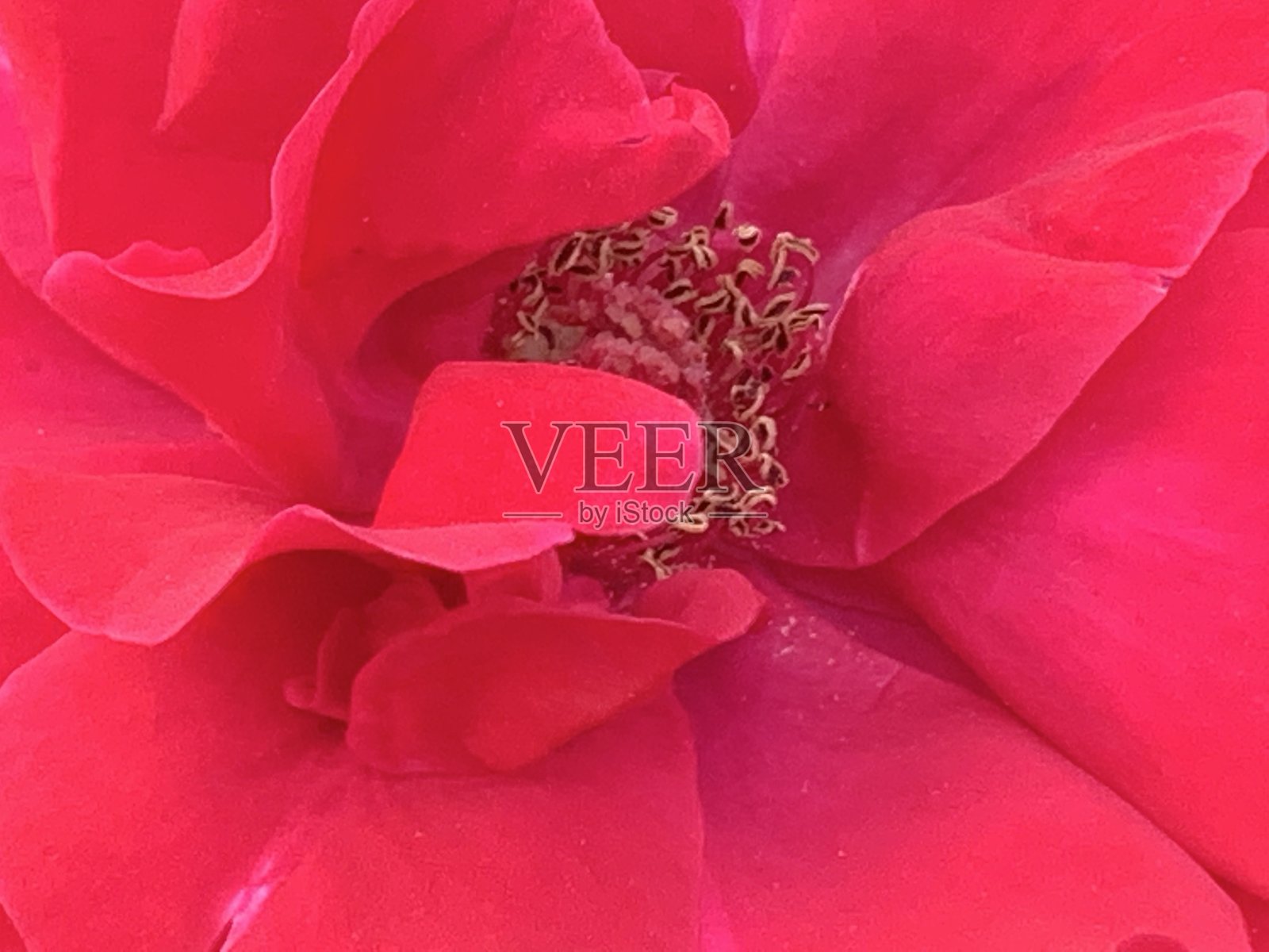 猩红照片摄影图片