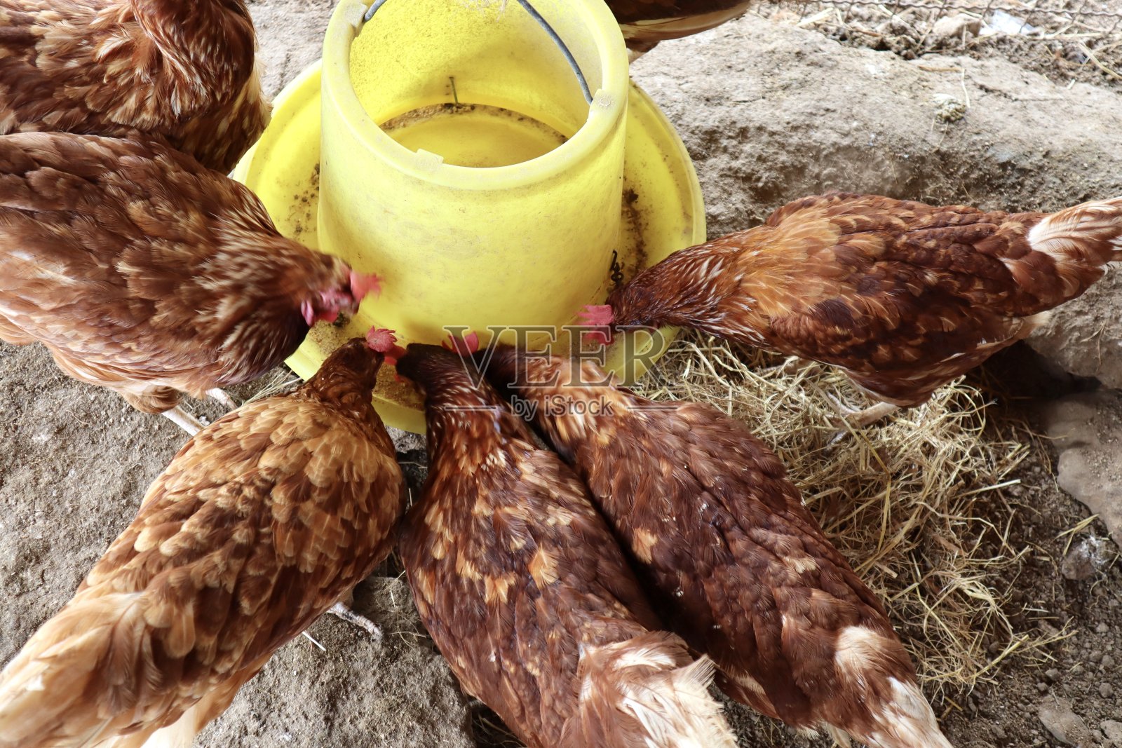 鸡吃食物从手上照片摄影图片