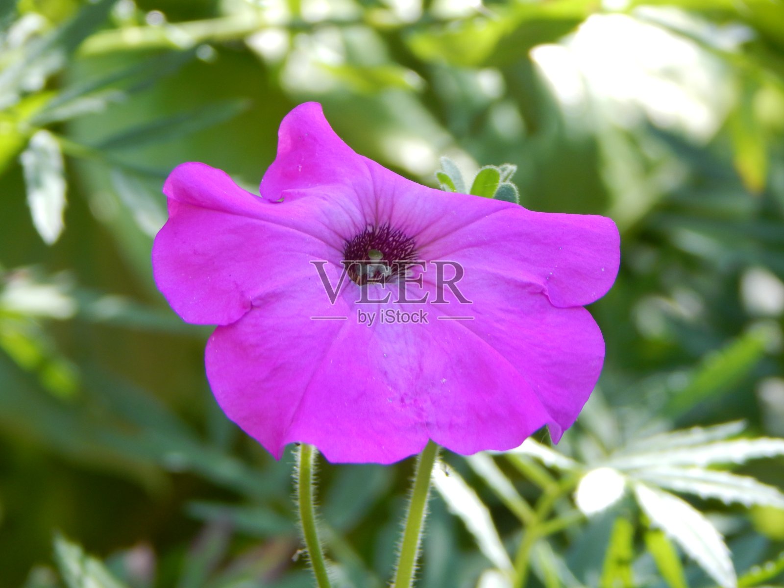 花园里的紫色矮牵牛花照片摄影图片