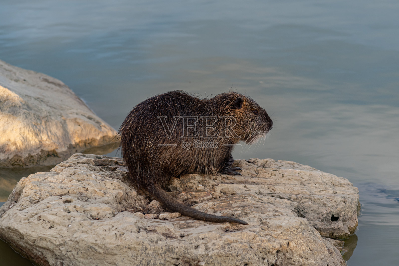啮齿动物(Myocastor河狸鼠)照片摄影图片