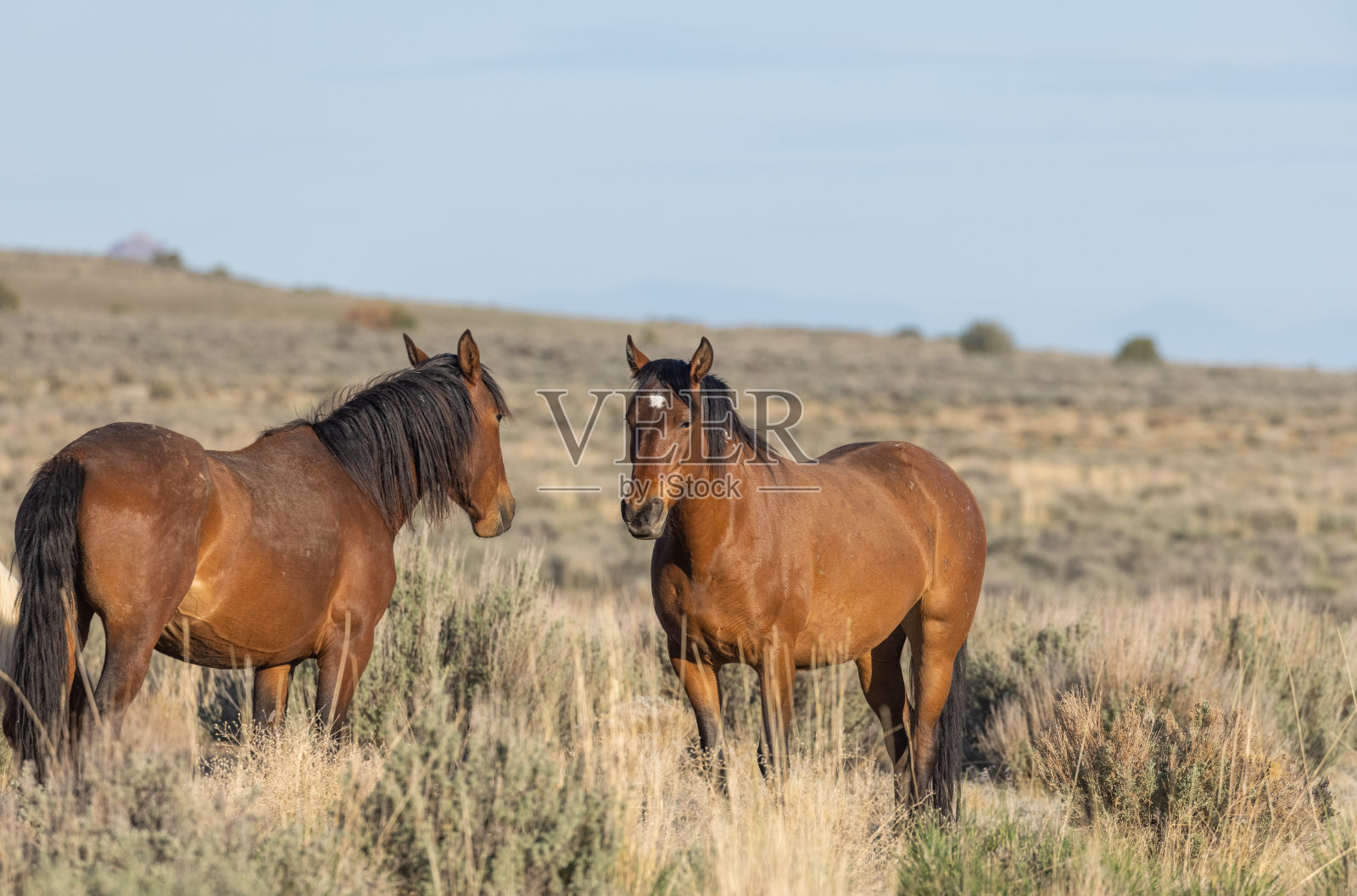犹他沙漠中的野马照片摄影图片