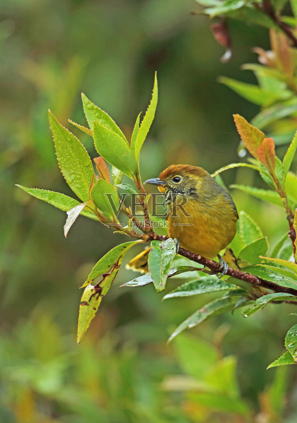 鸟栖息在树上的特写镜头照片摄影图片