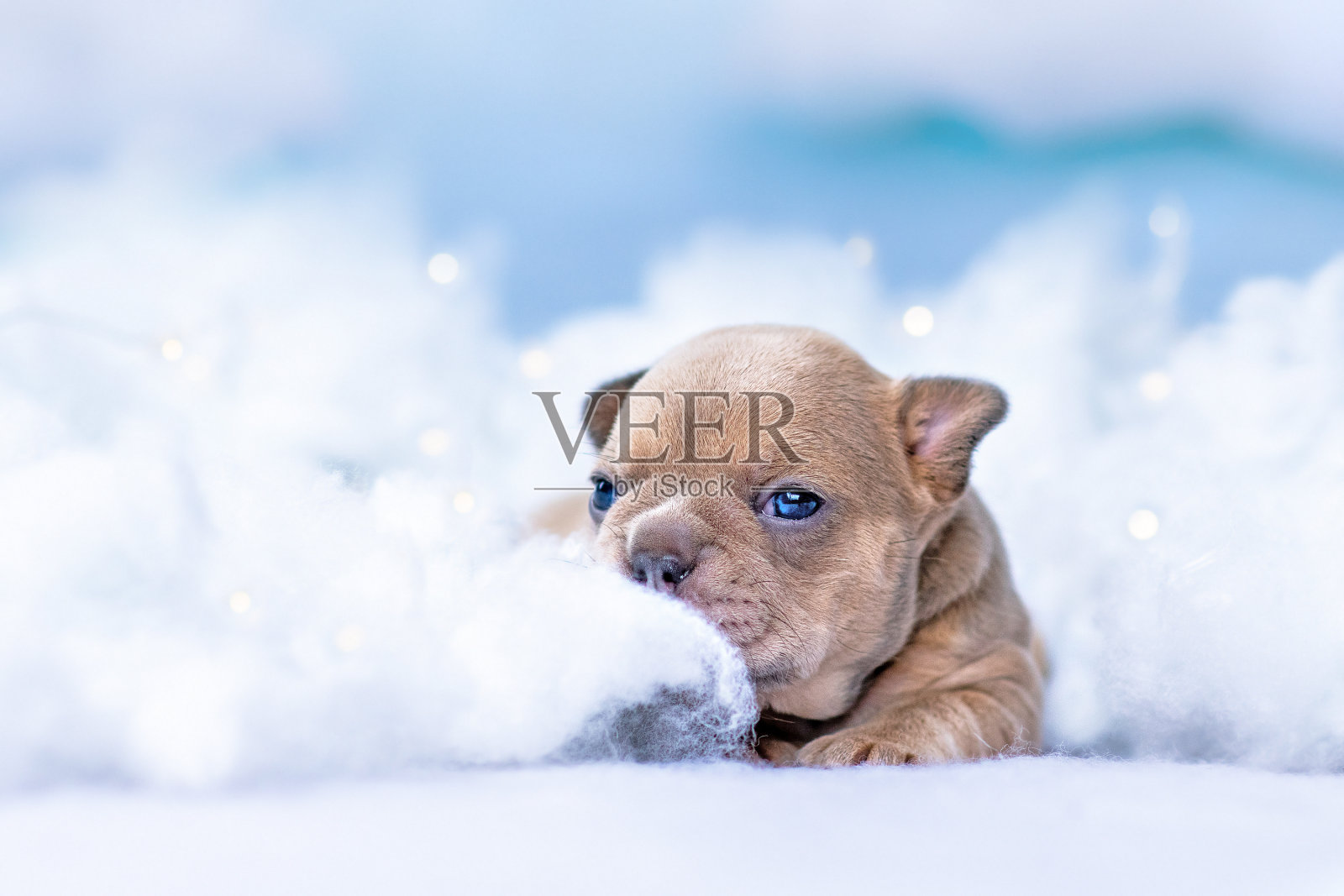 可爱的小法国斗牛犬在蓬松的云和星星之间照片摄影图片