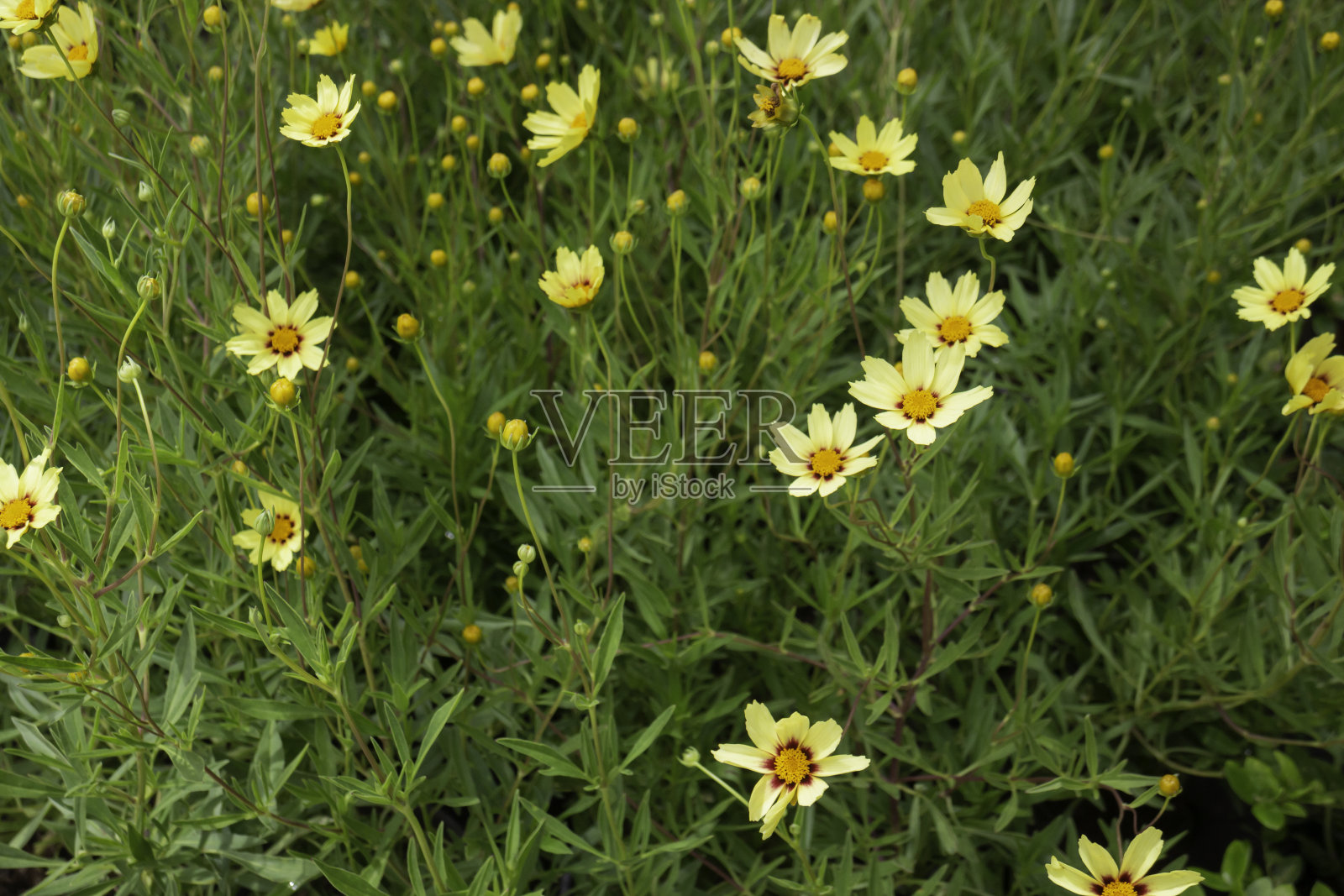 园林植物的自然背景是绿叶照片摄影图片