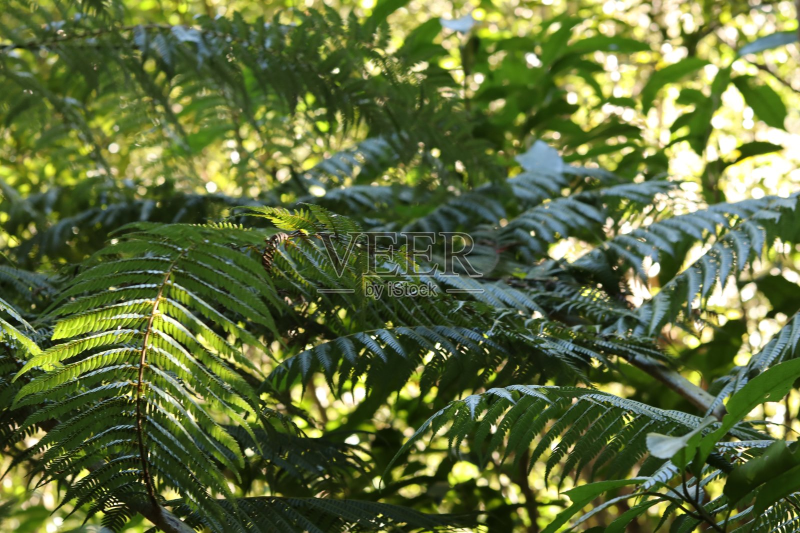 蕨类植物照片摄影图片