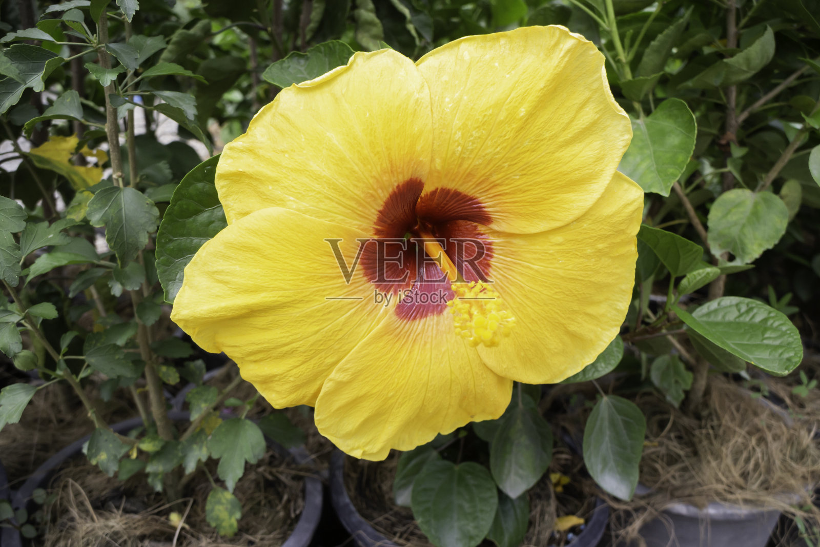 园林植物的自然背景是绿叶照片摄影图片