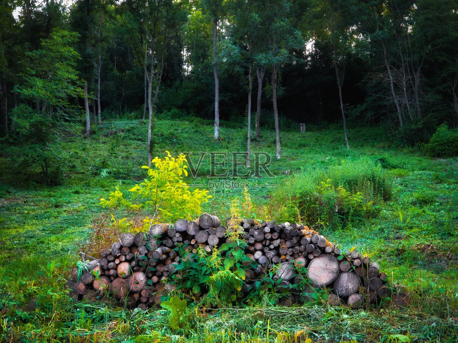 一堆柴火，背景是山上的绿色森林。照片摄影图片