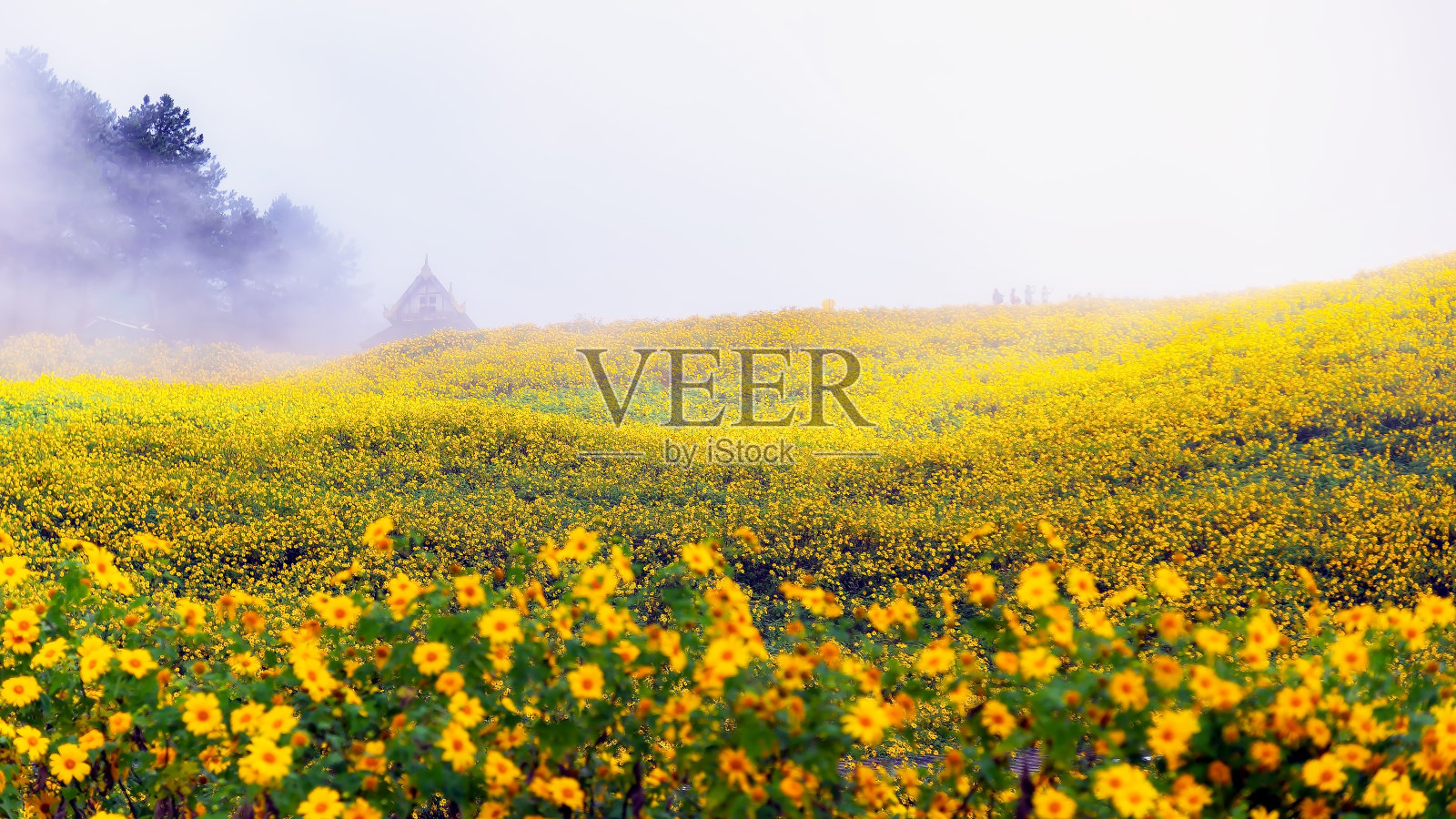 东布塘是墨西哥向日葵田与早晨在Mae U Kho, Khun Yuam区，Mae Hong Son，泰国。柔化和选择焦点照片摄影图片