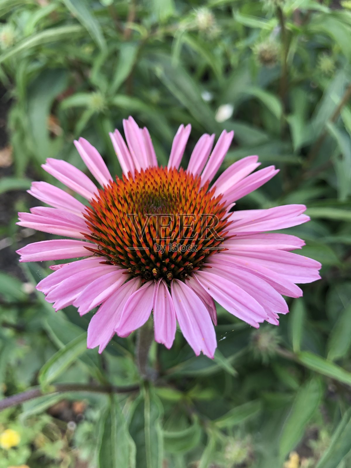 红粉佳人照片摄影图片