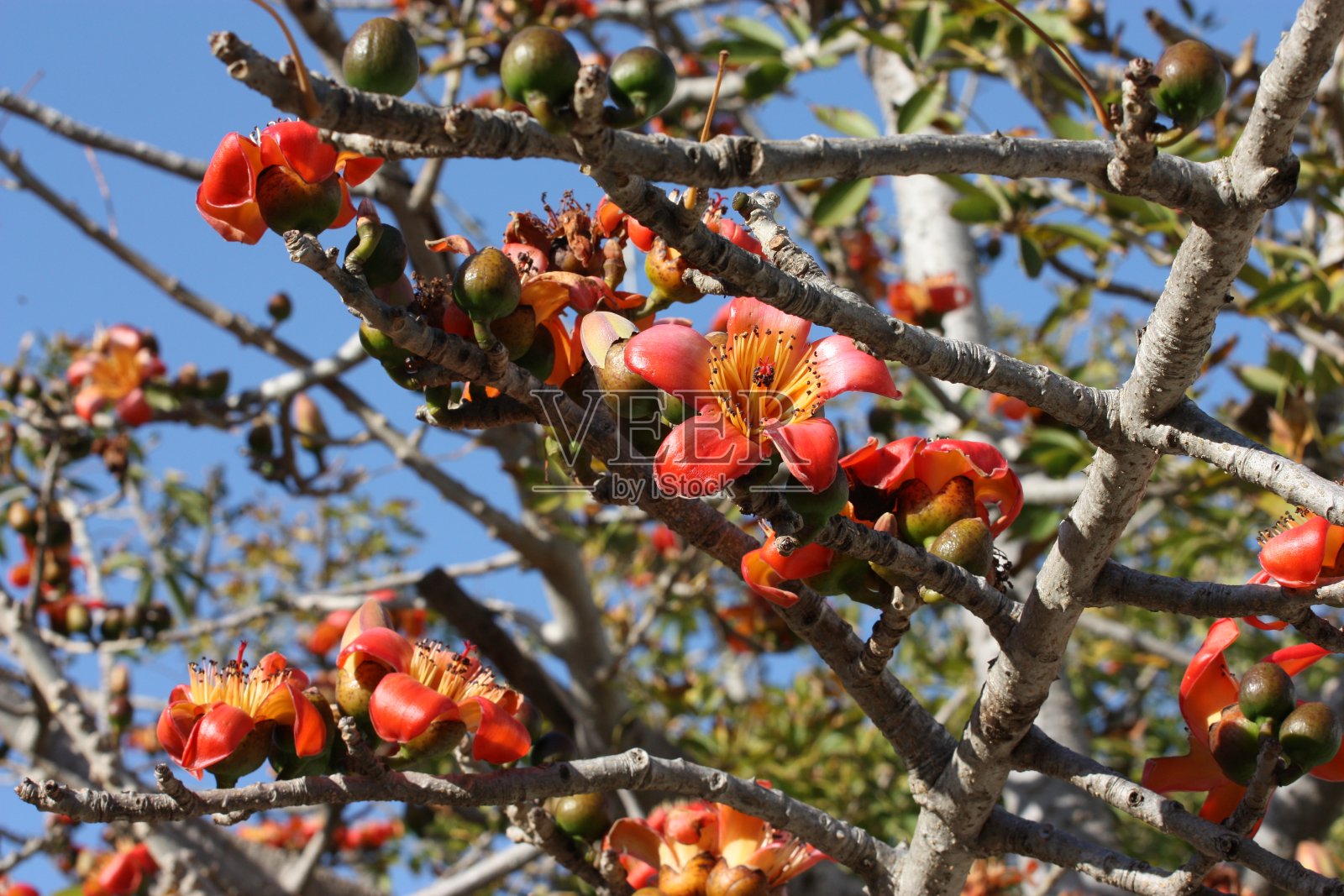 盛开的木棉树及其红黄色花朵照片摄影图片