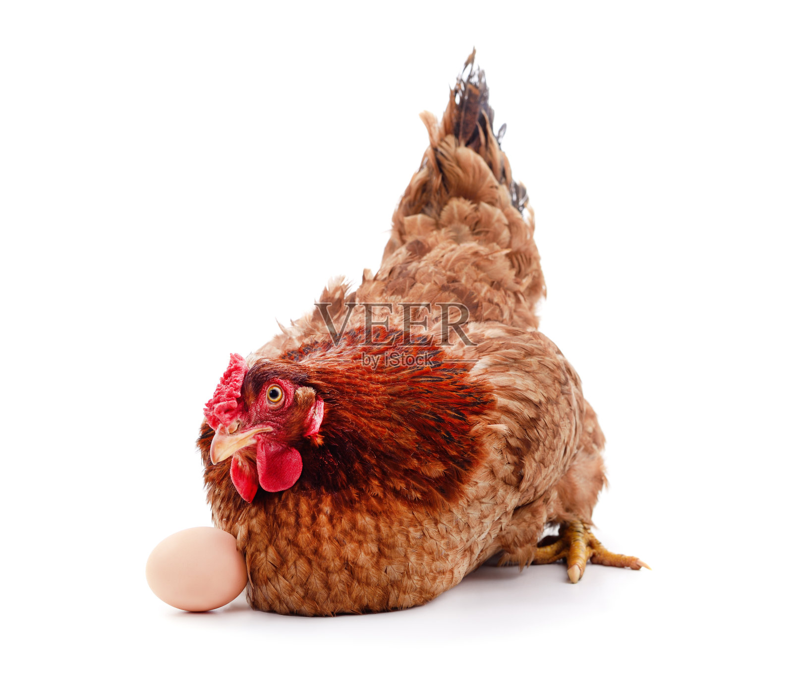 棕色的鸡蛋鸡。照片摄影图片