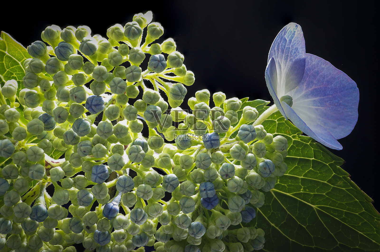 杜鹃花从喜马拉雅山引进的灌木现在在英国失去了控制，但仍在花园里生长，像这种浅紫色的花版本。照片摄影图片