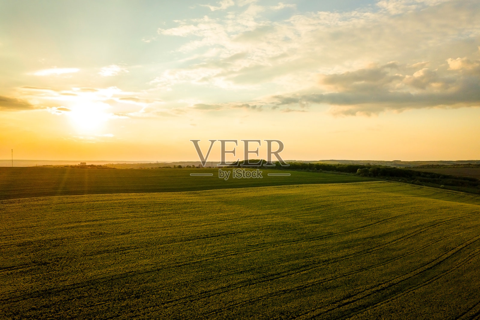 鸟瞰图明亮的绿色农田与种植油菜籽植物在日落。照片摄影图片