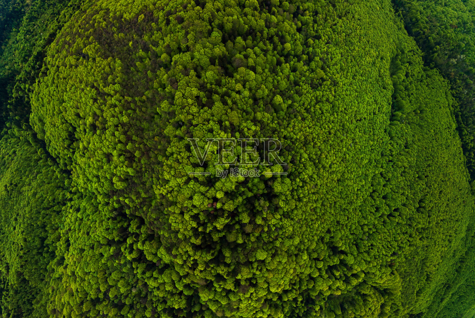 鸟瞰图的黑色混合松树和郁郁葱葱的森林与绿树冠。照片摄影图片