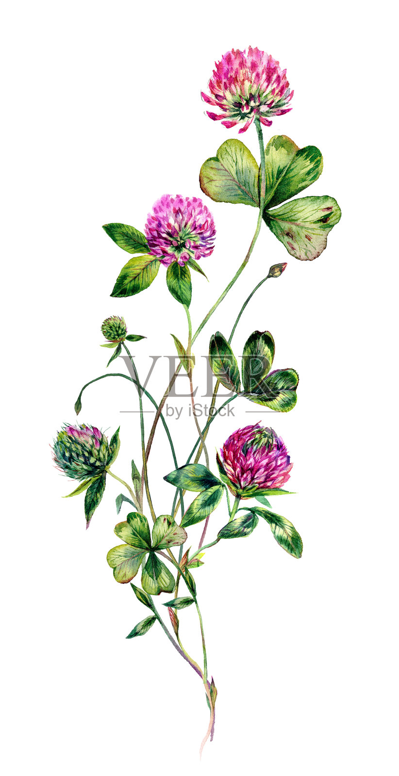 水彩红三叶草花束插图插画图片素材