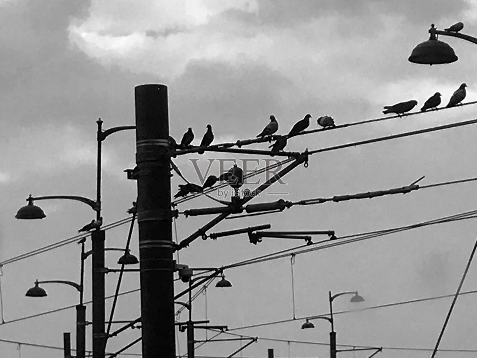 电线上的鸟儿照片摄影图片