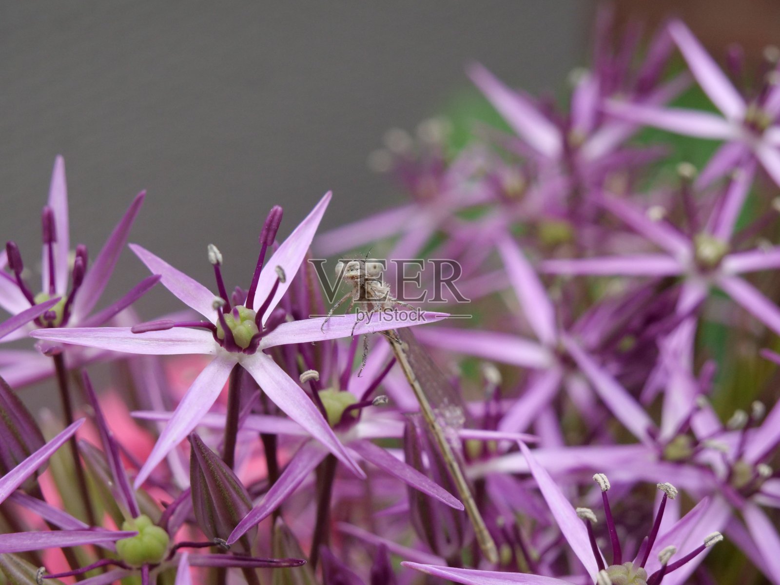 豆娘对葱属植物照片摄影图片