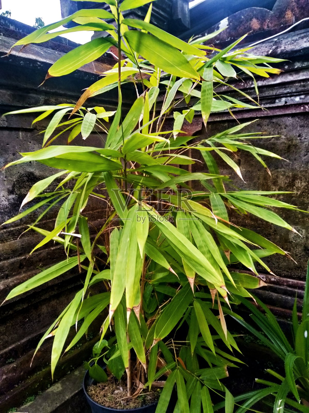 房前种着黄竹树照片摄影图片