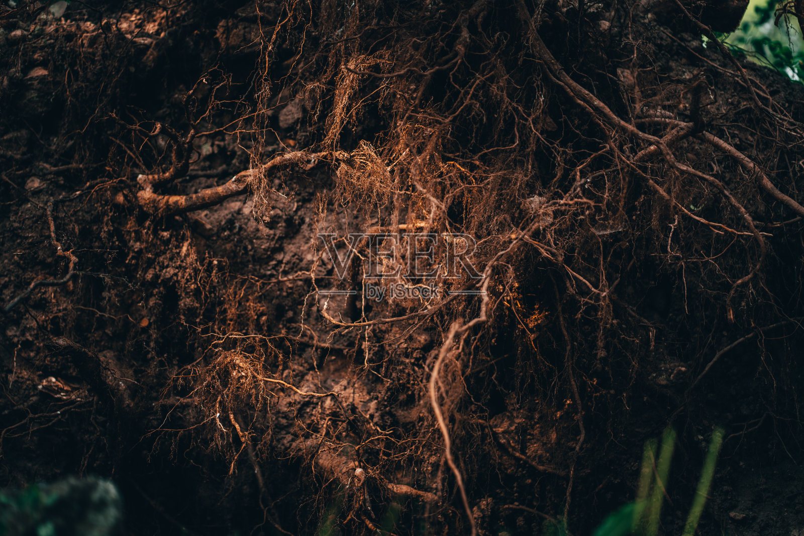 一棵老大树的根系在一场猛烈的暴风雨后倒在地上照片摄影图片