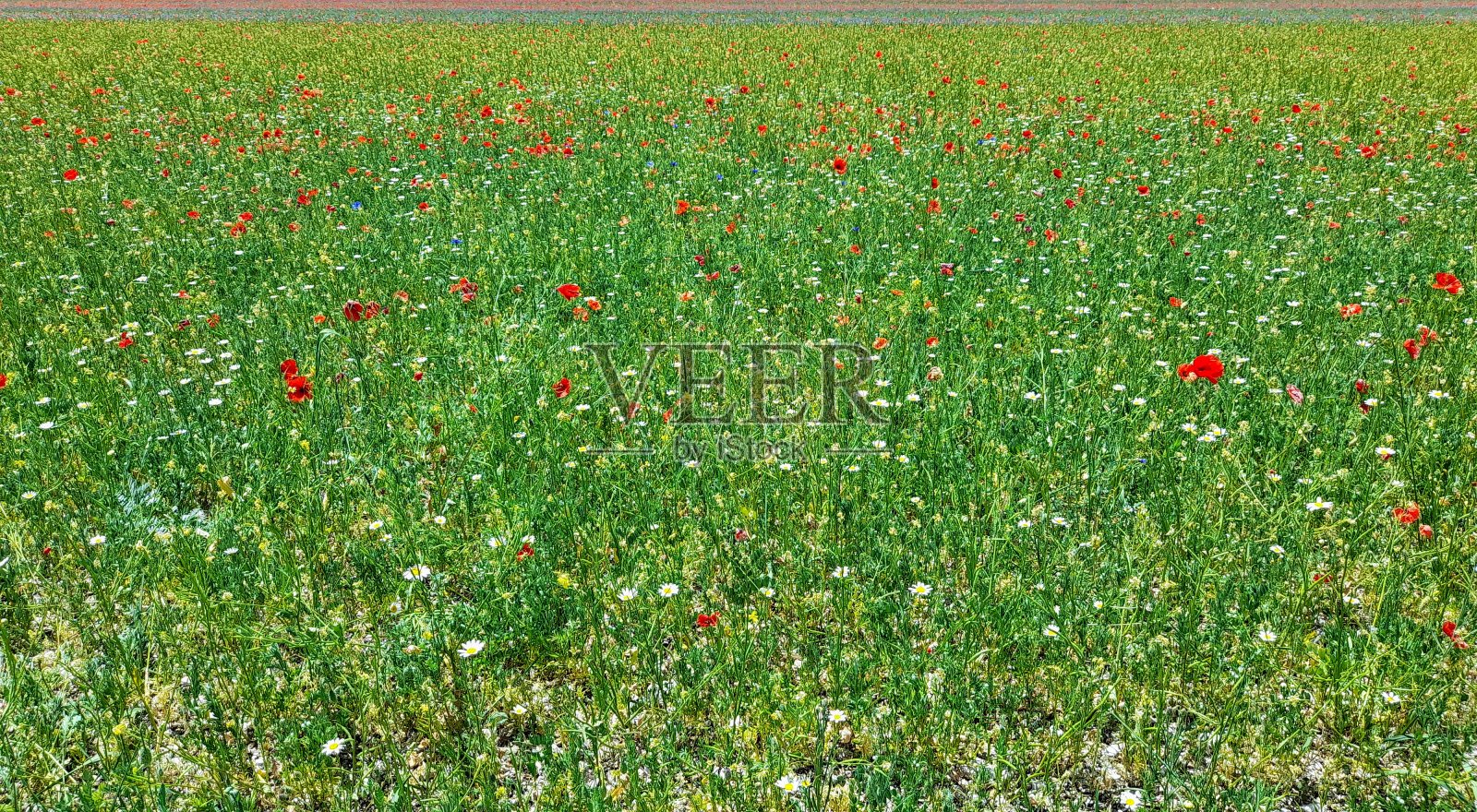 开花了，田野开花了照片摄影图片