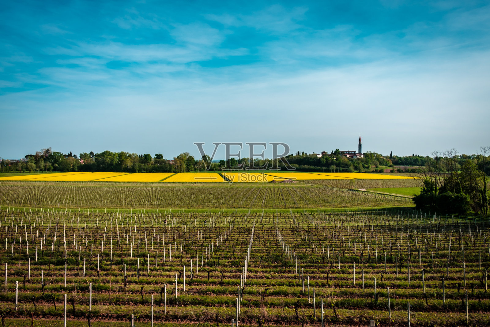 意大利乡间的油菜田和葡萄园照片摄影图片