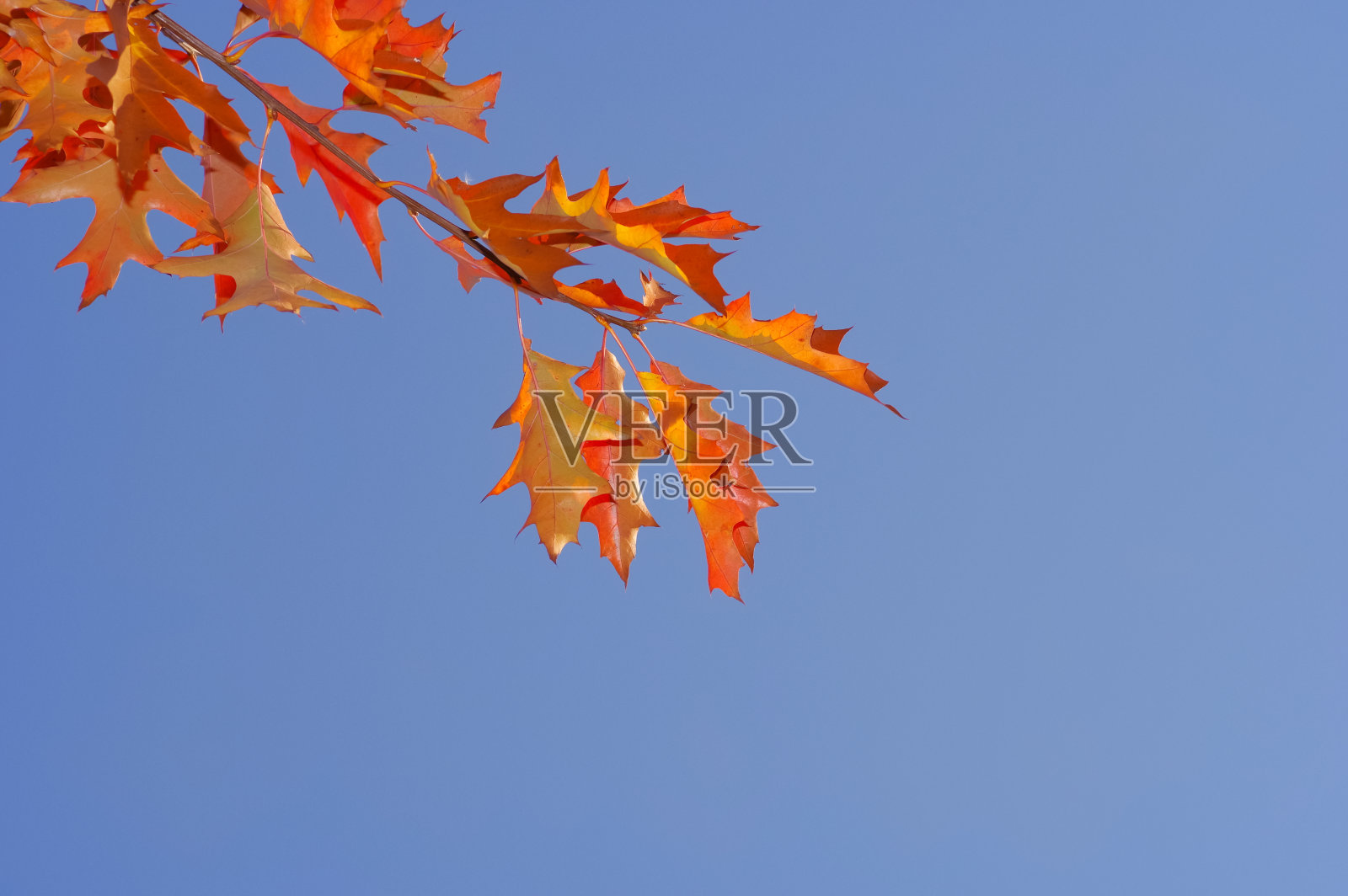 这是一棵北方红橡树的枝叶，映衬着蓝天照片摄影图片