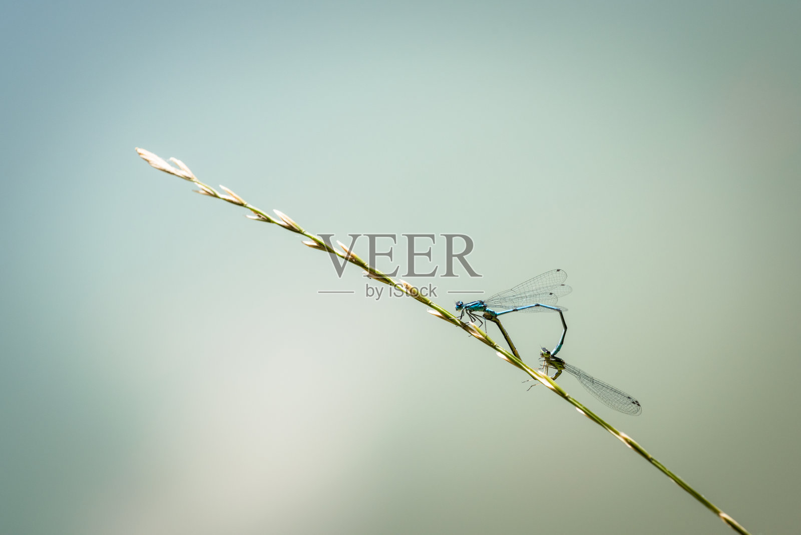 稻草上的蜻蜓配对照片摄影图片