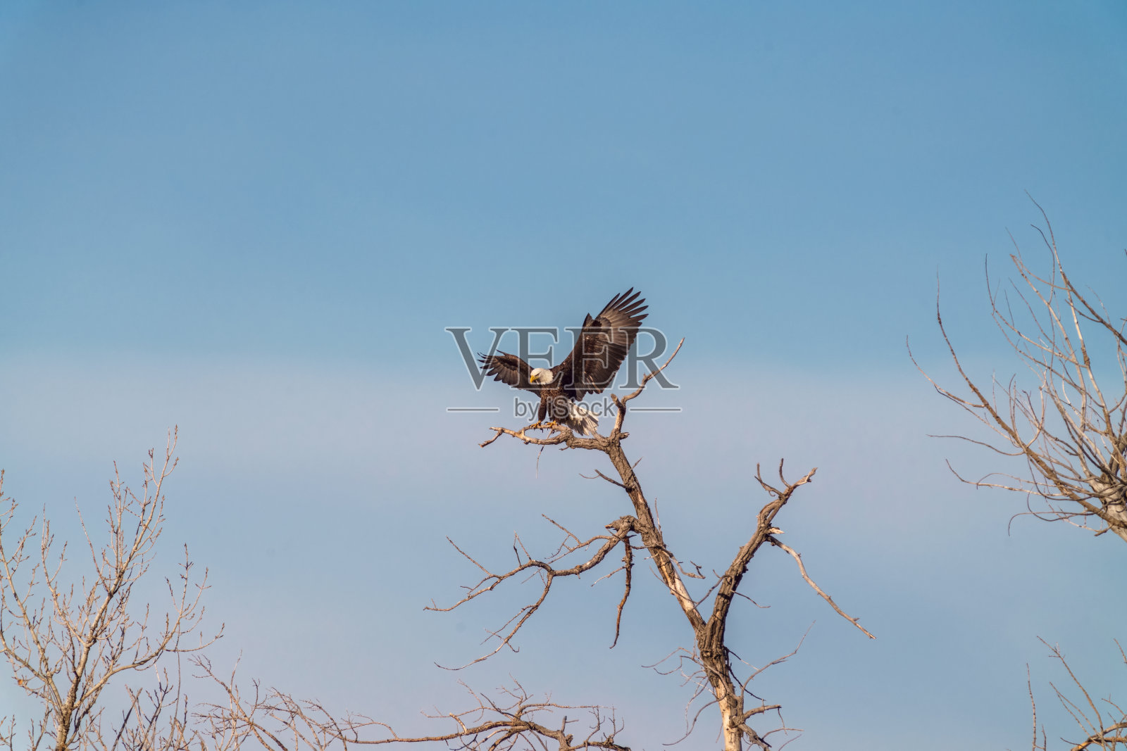 白头鹰展开它的翅膀照片摄影图片