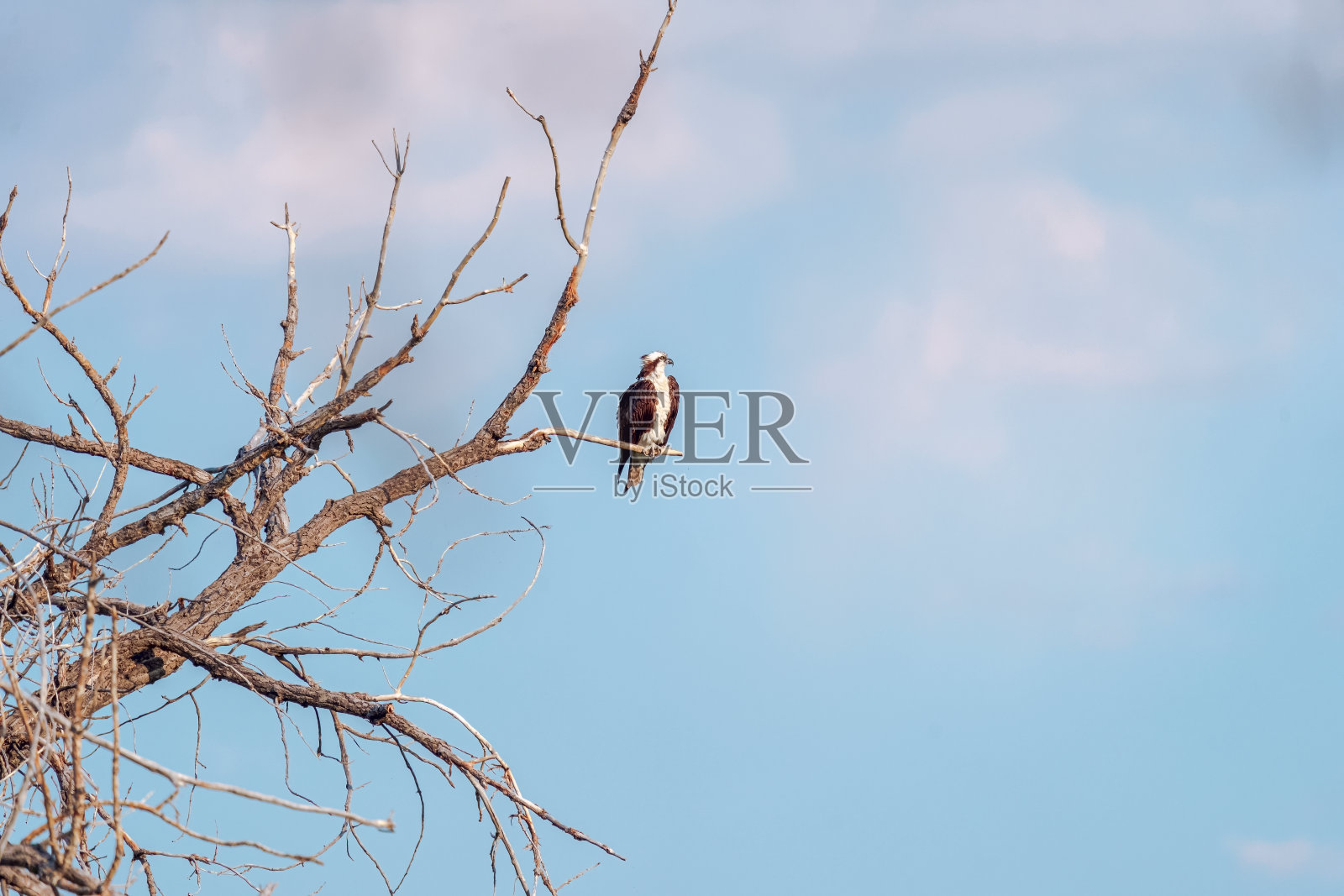 鱼鹰栖息在树上照片摄影图片