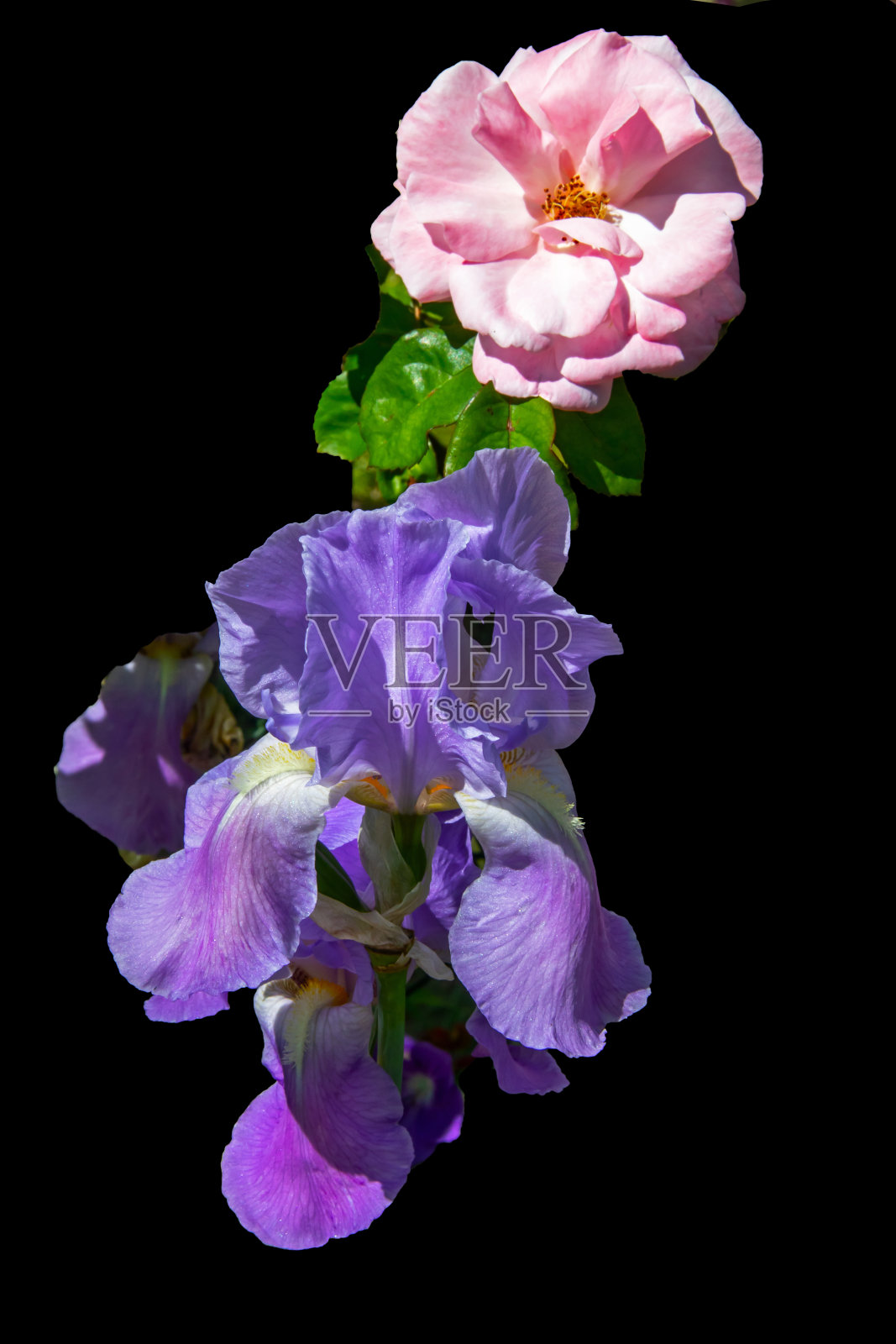 黑色背景上的粉色和蝴蝶花照片摄影图片