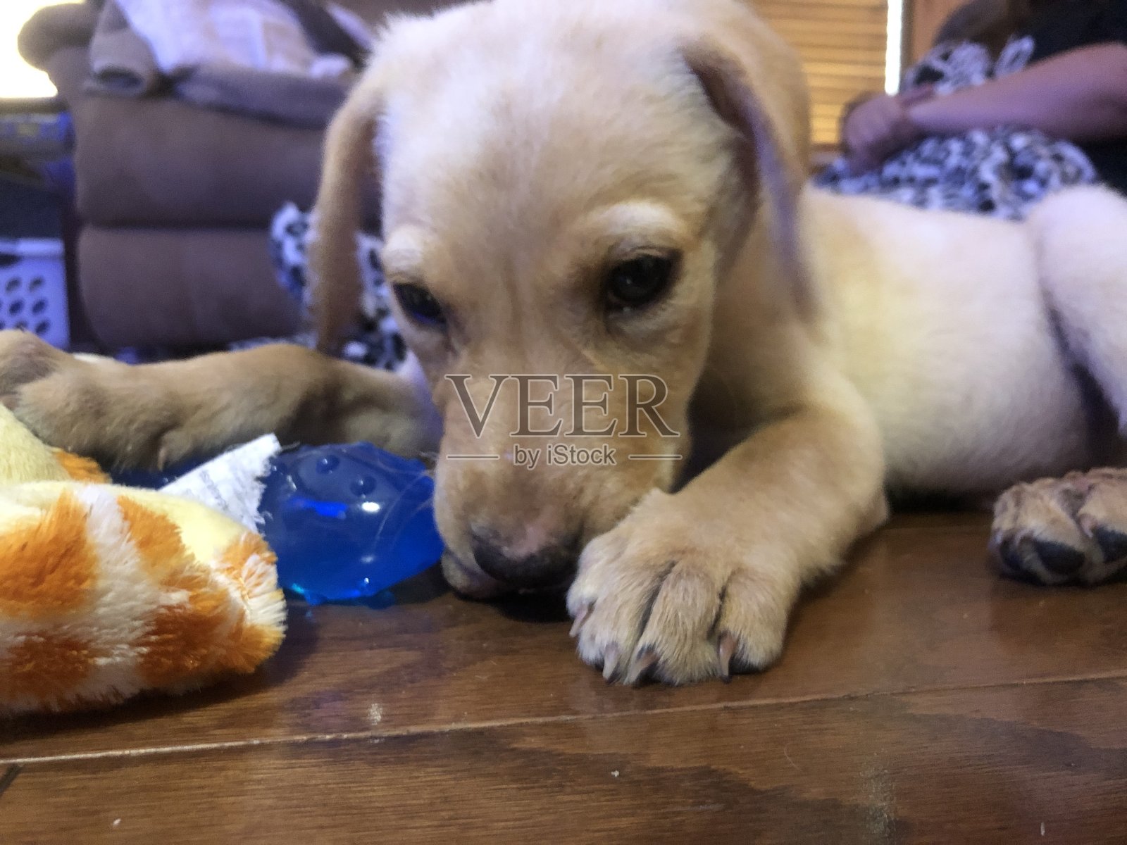 小狗咬玩具骨头照片摄影图片