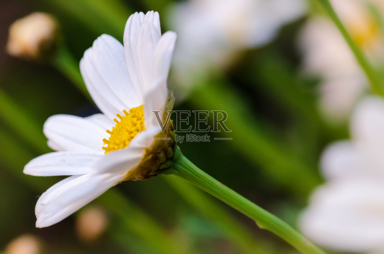 草地上的雏菊照片摄影图片