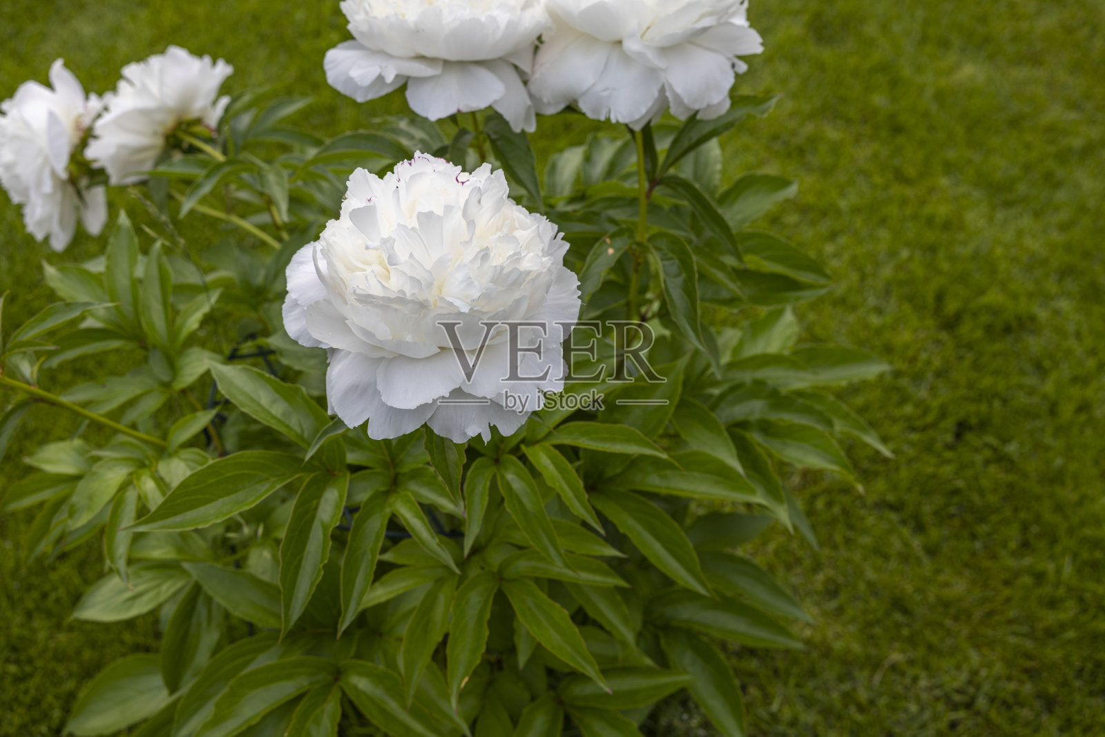 美丽的白色牡丹花。园艺的概念。瑞典。照片摄影图片