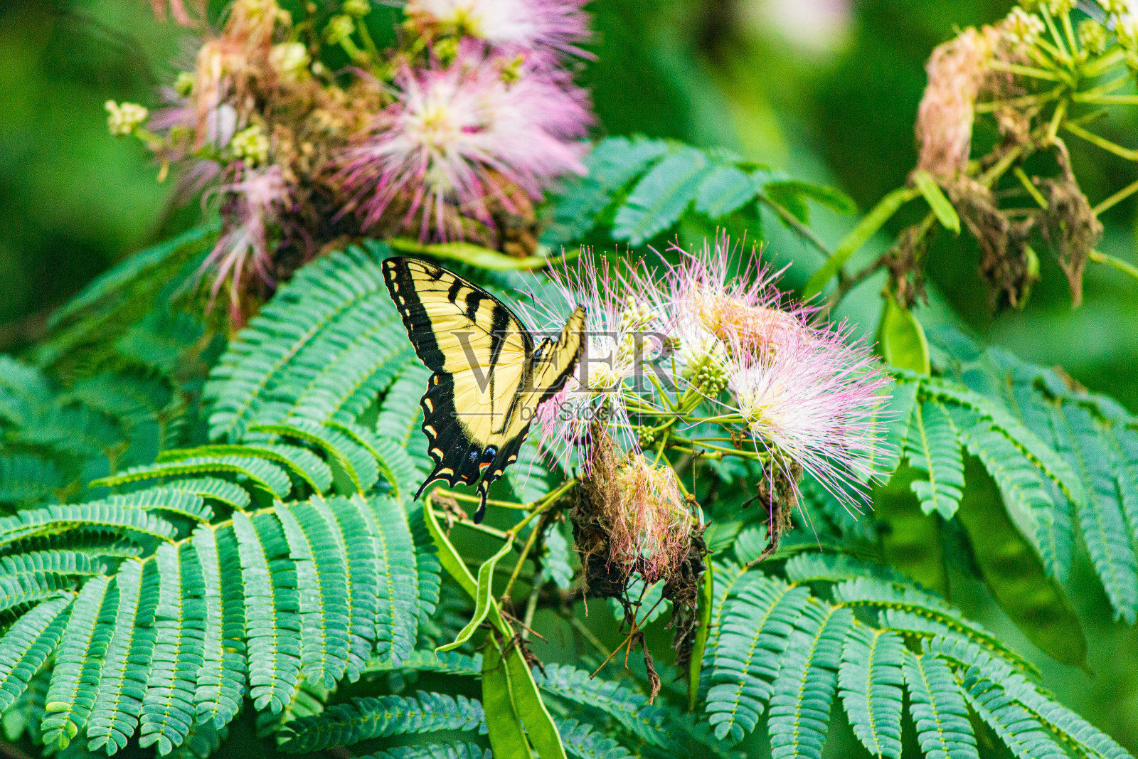 西虎燕尾蝶照片摄影图片