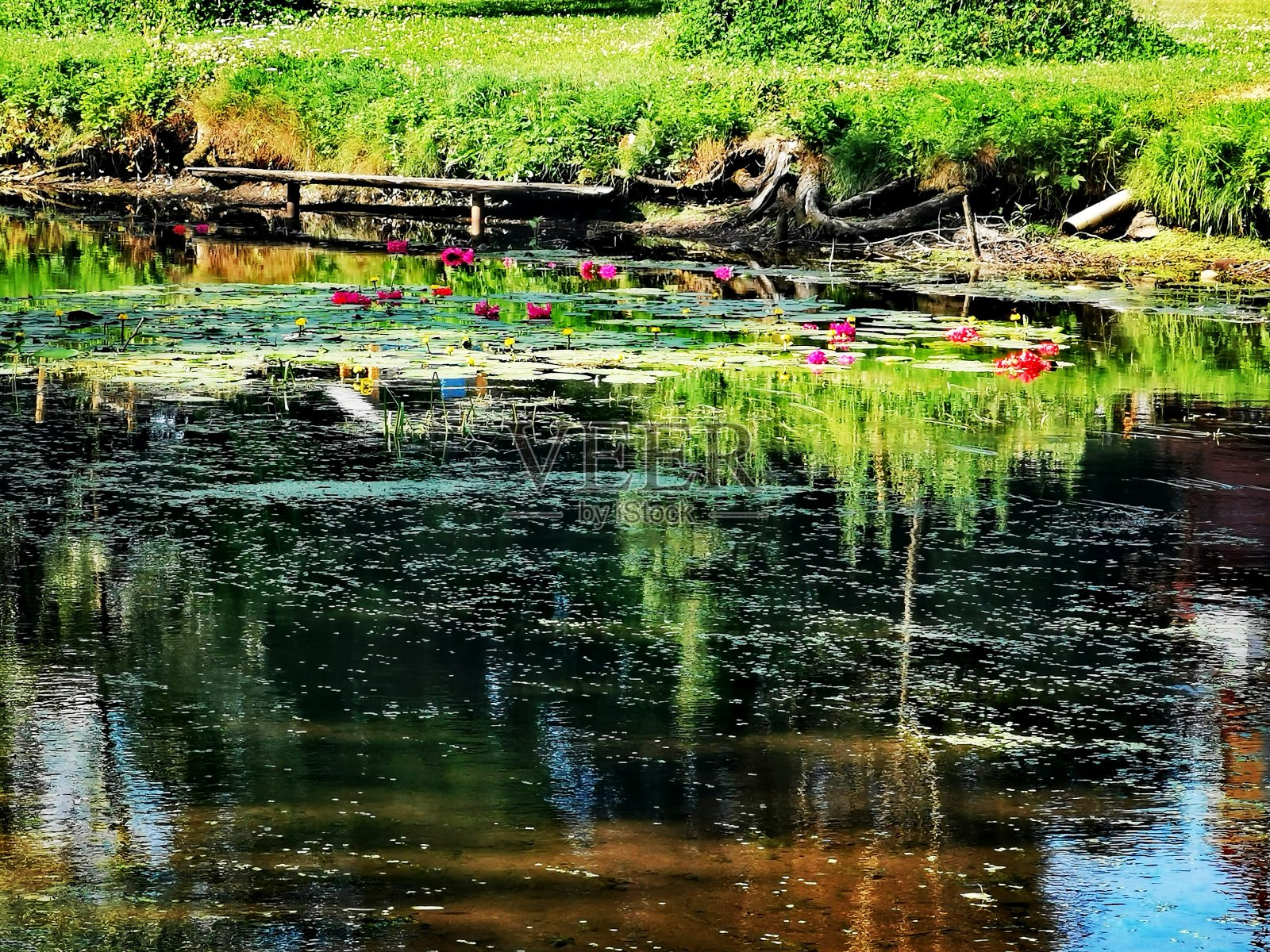 芬兰，菲斯卡，水，花，夏天照片摄影图片
