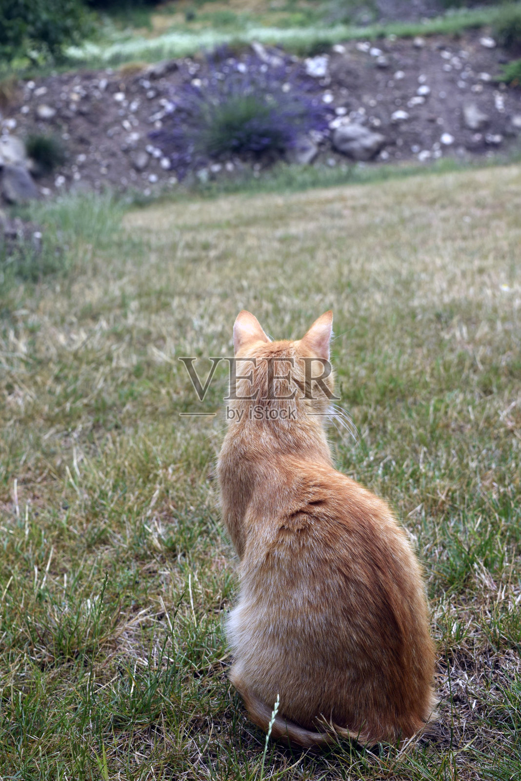 猫的照片照片摄影图片