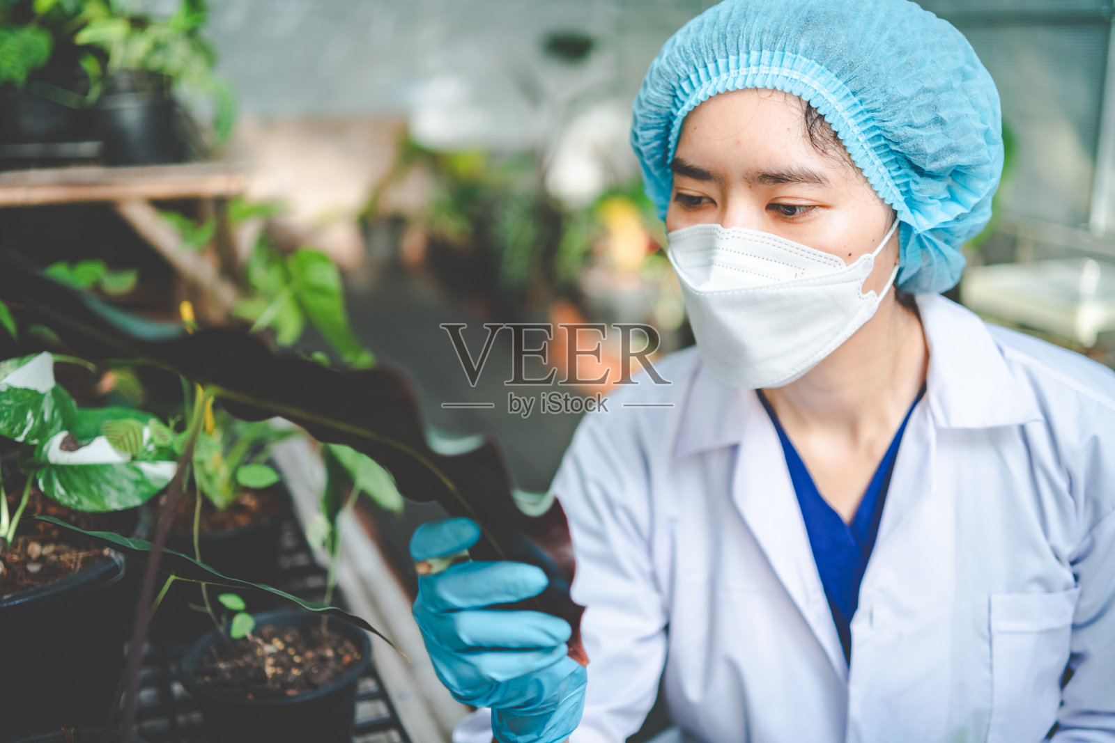 从事生物科学实验室、基因技术、科学生态学研究、植物生长样本实验检测等生物技术研究的科学家照片摄影图片