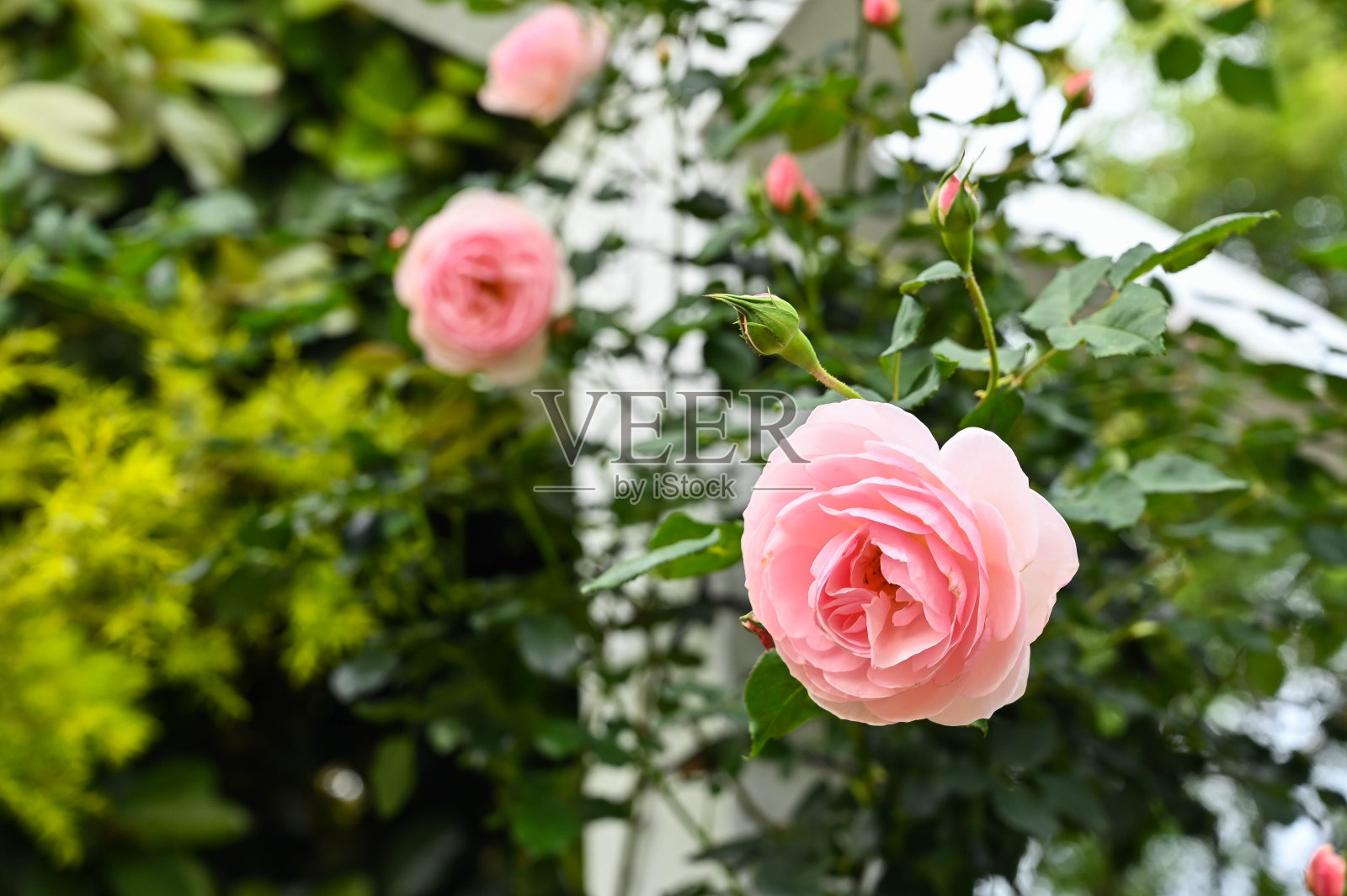 种植在花园里的玫瑰。照片摄影图片