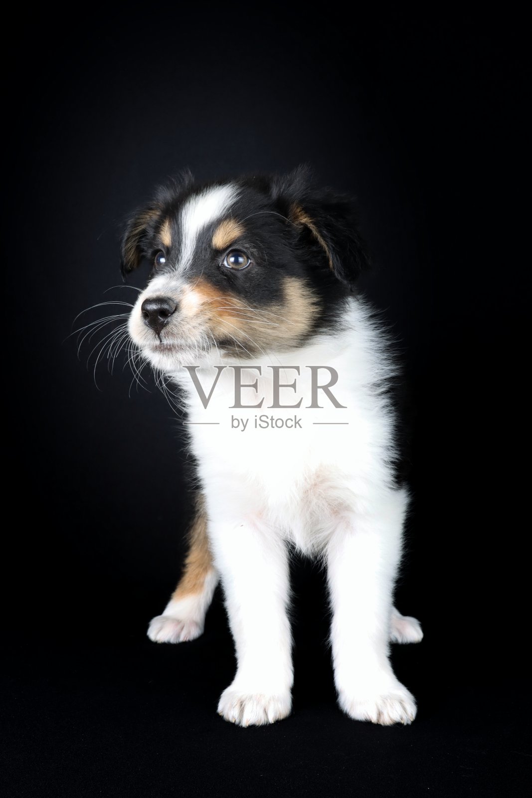 狗的肖像孤立在黑色照片摄影图片