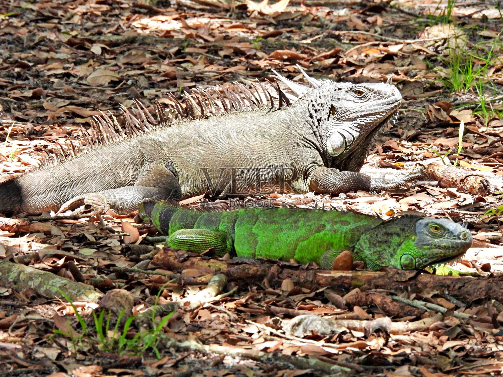 绿鬣蜥(Iguana Iguana)两只在叶子上休息照片摄影图片