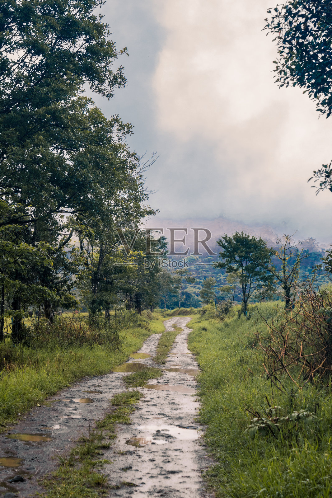 在哥斯达黎加的热带云雾森林附近，乡间的泥土路在雨季穿过乡村农场照片摄影图片