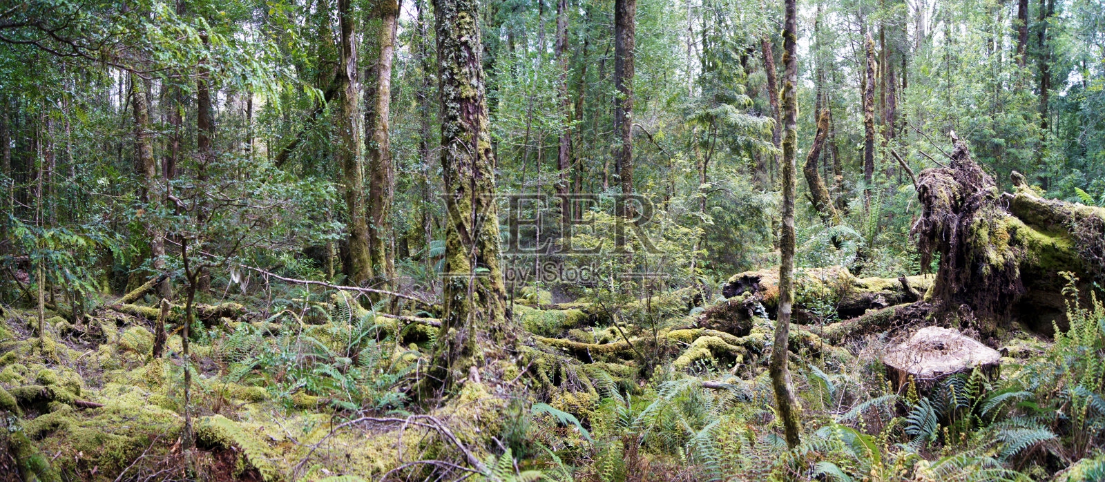 令人惊叹的热带雨林在塔斯马尼亚的富兰克林国家公园-澳大利亚照片摄影图片