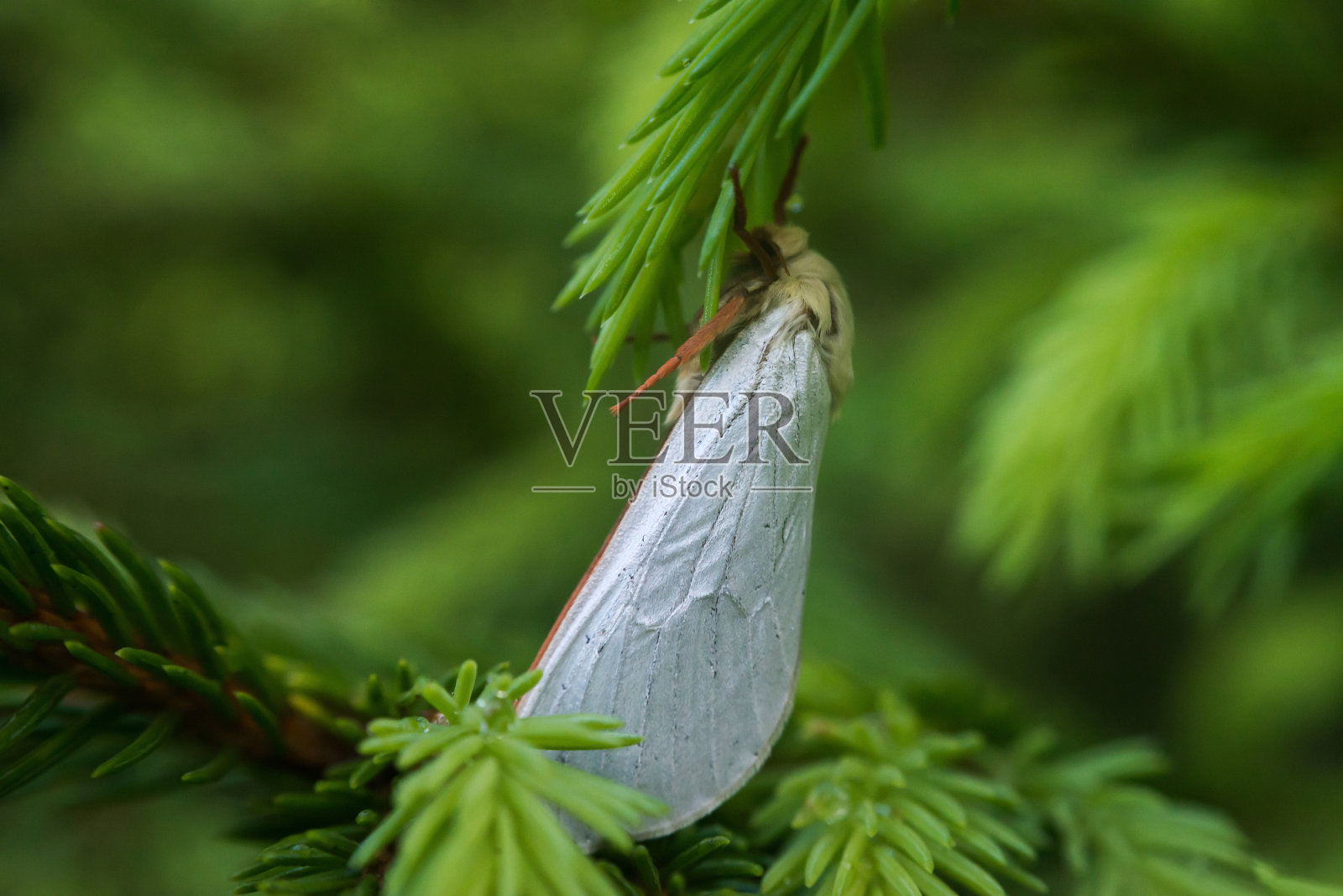 飞蛾在树上睡觉照片摄影图片