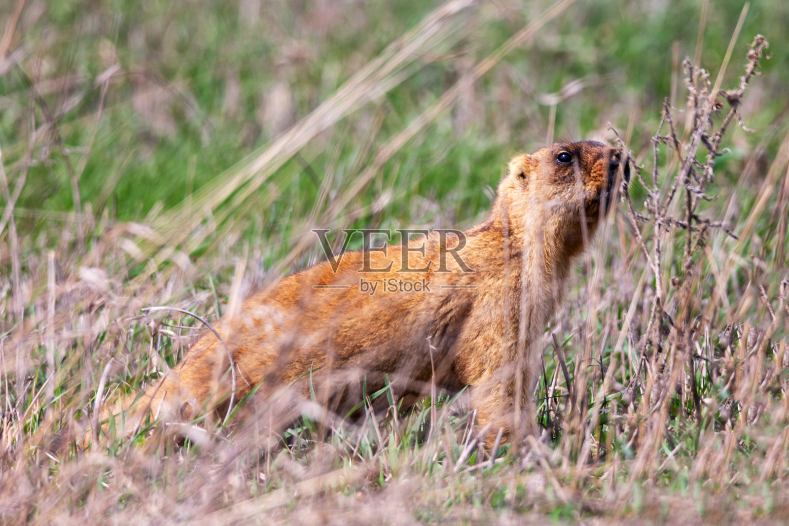 春天草地上的地鼠画像照片摄影图片